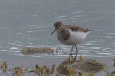 Common Sandpiper Conwy RSPB