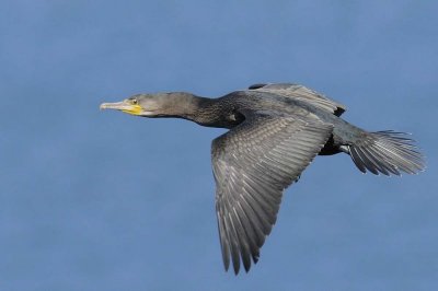 (Great) Cormorant    Wales