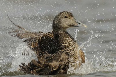 Eider Duck Holy Island Northumbria