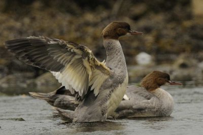 Goosander Aber Ogwen Bangor