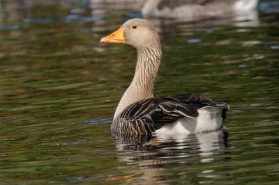 Greylag  Goose Derwentwater Cumbria