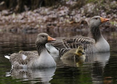 Greylag  Goose Derwentwater Cumbria