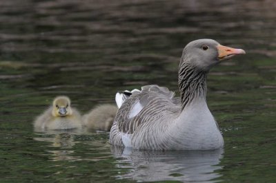 Greylag  Goose Derwentwater Cumbria