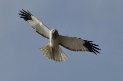 Hen Harrier