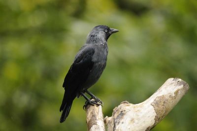 Jackdaw Llandudno