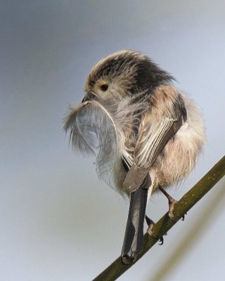 Long Tailed Tit Llandudno