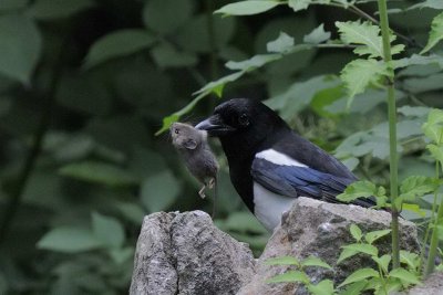 Magpie with mouse  Llandudno