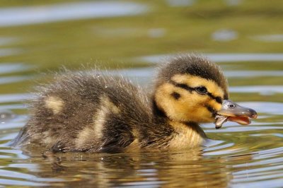 Mallard River Derwent Cumbria