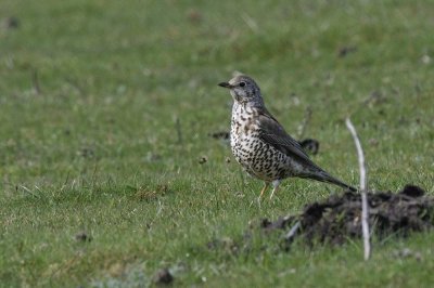 Mistle Thrush   Wales