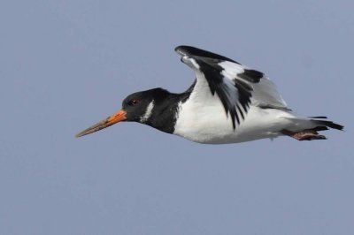 Oystercatcher Conwy RSPB