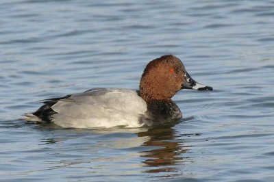 Common Pochard  Conwy RSPB