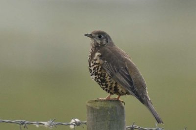 Mistle Thrush   Wales