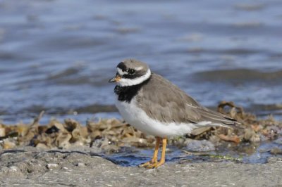 Ringed Plover  Rhos Point Conwy