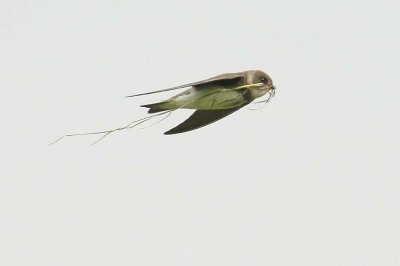 Sand Martin Ruthin