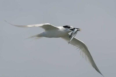 Sandwich Tern  Cemlyn Bay Anglesey