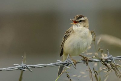 Sedge Warbler Nr Holy Island Northumbria