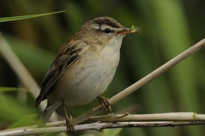 Sedge Warbler Nr Holy Island Northumbria