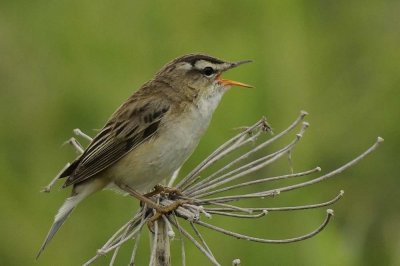 Sedge Warbler Nr Holy Island Northumbria