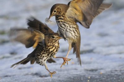 Song Thrush  Conwy RSPB