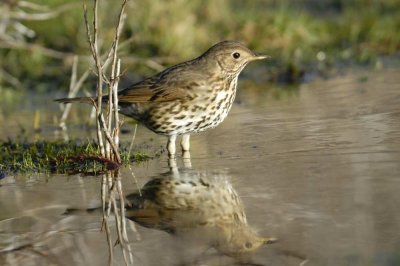 Song Thrush  Conwy RSPB