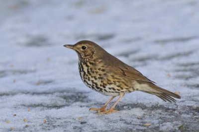 Song Thrush  Conwy RSPB