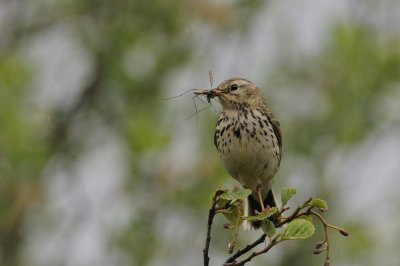 Tree Pipit  Borrowdale Cumbria