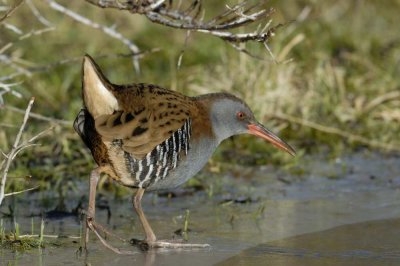 Water Rail    Wales