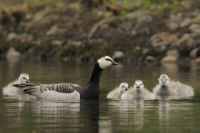 Barnacle Goose  Derwentwater Cumbria