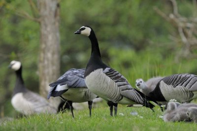 Barnacle Goose  Derwentwater Cumbria