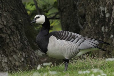 Barnacle Goose  Derwentwater Cumbria