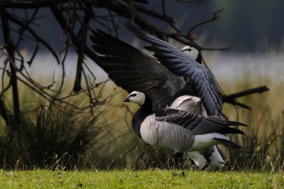 Barnacle Goose  Derwentwater Cumbria