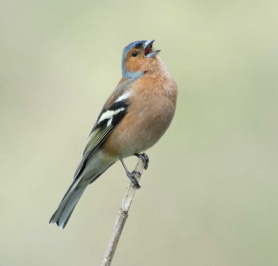  Chaffinch    Wales