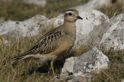 Dotterel Gt Orme Llandudno