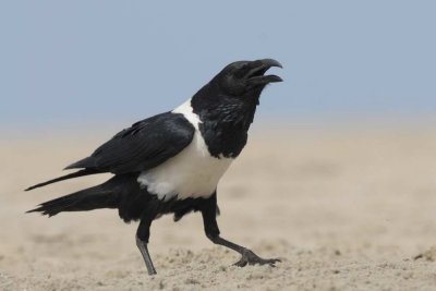Crow, Pied