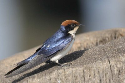 Swallow,Wire-tailed