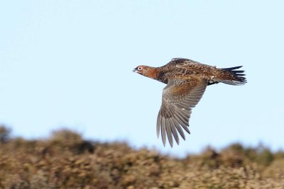 Red Grouse Long Mynd Shropshire