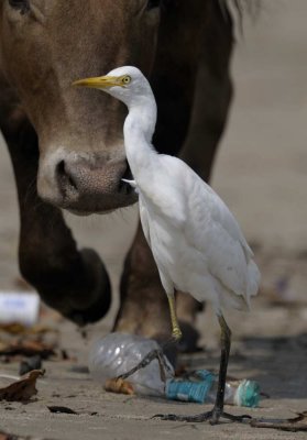 Egret, Cattle