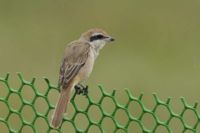 Brown Shrike Goa