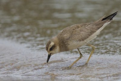 Caspian Plover Goa