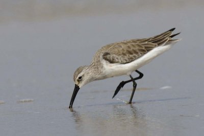 Curlew Sandpiper  Goa