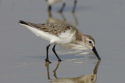 Curlew Sandpiper  Goa