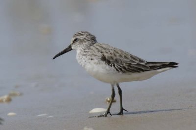 Broad-billed Sandpiper   Goa