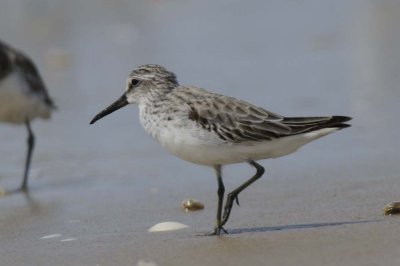 Broad-billed Sandpiper   Goa