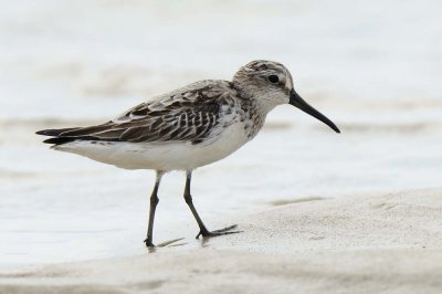 Sandpiper,Broad-billed