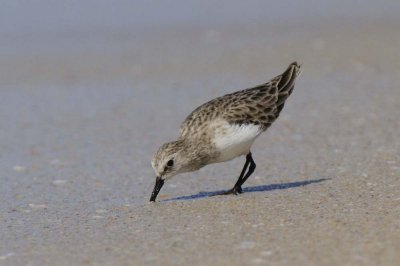 Broad-billed Sandpiper   Goa