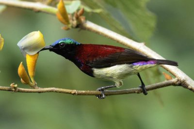 Crimson-backed Sunbird    Goa