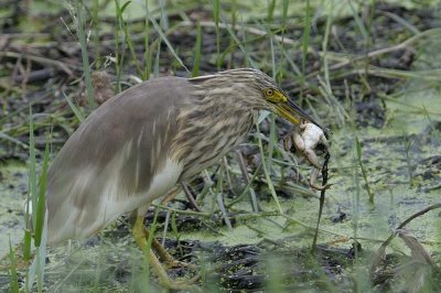 Indian Pond Heron  Goa