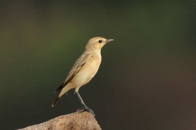 Isabelline Wheatear  Goa