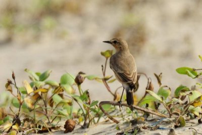 Isabelline Wheatear  Goa