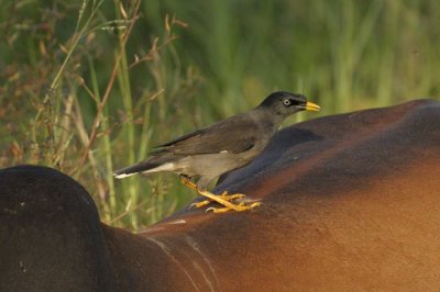 Jungle Mynah Goa_020.jpg